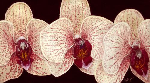 "Three Orchids" by Floriana Hayes