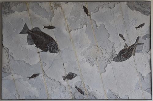 Fossil mural from the Green River, Wyoming formation, 50 million years old, showing fossilized remains of creatures from the Eocene period.  (est.  $15,000-$25,000).