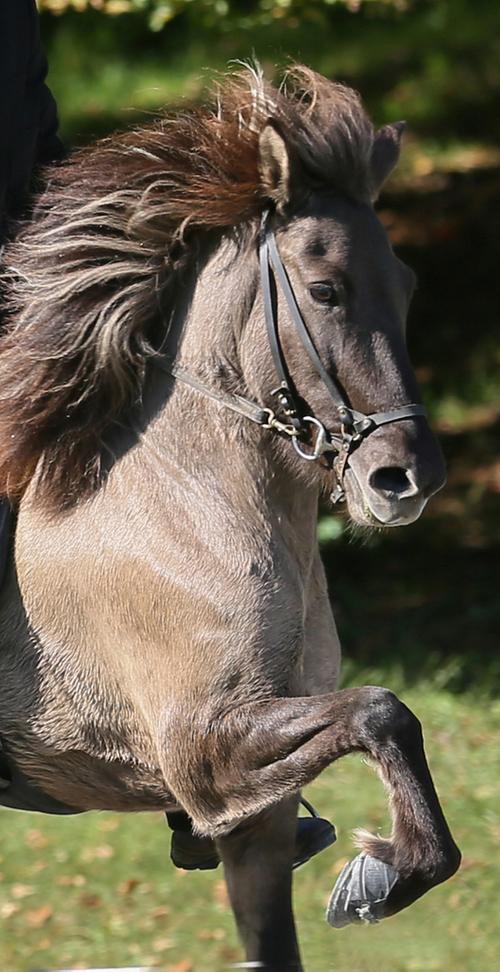 Icelandic horses will be on display at the Katonah Museum of Art’s Midsummer Day on July 27