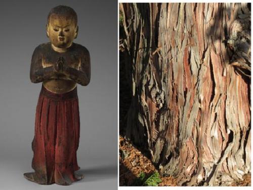 Prince Shōtoku at Age Two, Japanese, Kamakura period, c.  1292.  Wood (hinoki cypress) with polychromy; inlaid rock crystal (quartz) eyes.  Harvard Art Museums/Arthur M.  Sackler Museum, Partial and promised gift of Walter C.  Sedgwick in memory of Ellery Sedgwick Sr.  and Ellery Sedgwick Jr., 2019.122; Photograph of Chamaecyparis obtusa “Chabo-Hiba,” Compact Hinoki Cypress, Cultivar of Hinoki False Cypress.  Arnold Arboretum, 1100-71*A.  Photo: Kyle Port.