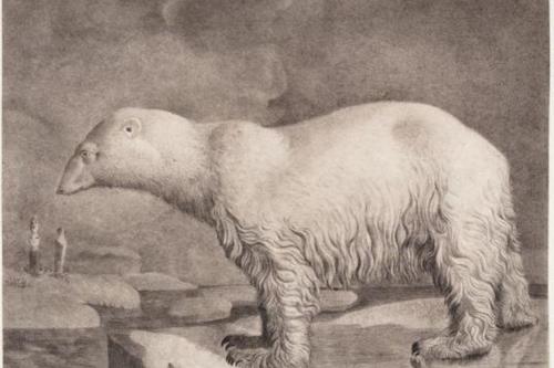 Nicolas Maréchal, French, Ursus maritimus (Polar bear), Drawing for an illustration to Ménagerie du Muséum d’histoire naturelle, ou Description et histoire des animaux (Menagerie of the Museum of Natural History, or Description and History of Animals), by Etienne de Lacépède (Paris: 1801).  Black chalk, extensively stumped.  The Horvitz Collection, Wilmington, Del., D-F-1456, TL42410.6.