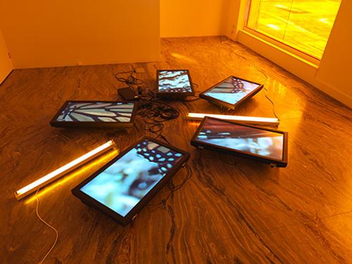 Diana Thater, "Untitled (Butterfly Videowall #2)," 2008.  Five flat-screen LCD monitors, two flourescent light fixtures, and Lee filters; Dimensions variable; Museum purchase with funds from the Acquisitions Committee and the Lipman Family Foundation.  